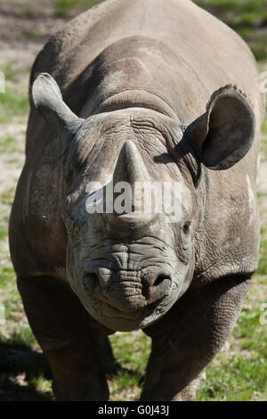 Schwarze Nashorn (Diceros Bicornis) in Dvur Kralove Zoo, Tschechische Republik. Stockfoto