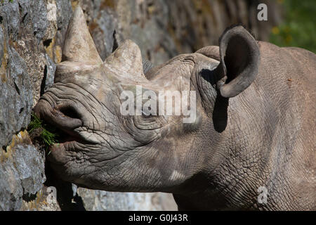 Schwarze Nashorn (Diceros Bicornis) in Dvur Kralove Zoo, Tschechische Republik. Stockfoto