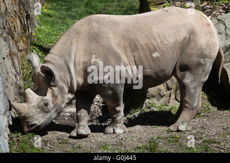 Schwarze Nashorn (Diceros Bicornis) in Dvur Kralove Zoo, Tschechische Republik. Stockfoto