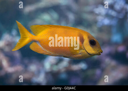 Blau-getupft Spinefoot (Siganus Corallinus), auch bekannt als die Korallen Kaninchen in Dvur Kralove Zoo, Tschechische Republik. Stockfoto