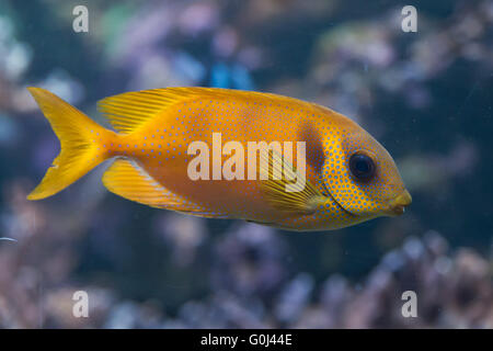 Blau-getupft Spinefoot (Siganus Corallinus), auch bekannt als die Korallen Kaninchen in Dvur Kralove Zoo, Tschechische Republik. Stockfoto