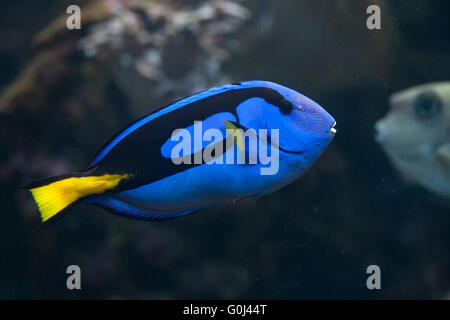 Blauer Doktorfisch (Paracanthurus Hepatus), auch bekannt als die blaue tang in Dvur Kralove Zoo, Tschechien. Stockfoto