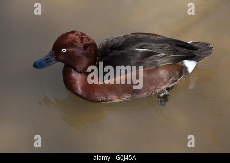 Eurasische Pfeifente (Anas Penelope) in Dvur Kralove Zoo, Tschechische Republik. Stockfoto