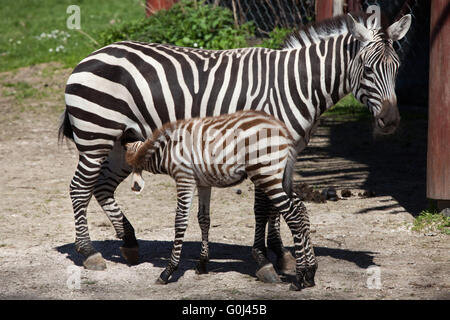 Grant Zebra (Equus Quagga Boehmi) Fütterung ihrer Fohlen in Dvur Kralove Zoo, Tschechische Republik. Stockfoto