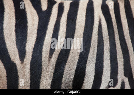 Burchell Zebra (Equus Quagga Burchellii), auch bekannt als das Damara-Zebra. Textur der Haut. Tier, wildes Leben. Stockfoto