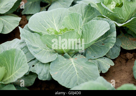 Grünkohl-Feld Werk outdoor im Sommer Stockfoto