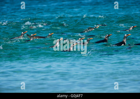 Gentoo Penguin Pygoscelis Papua, Fütterung Gruppe, Rückkehr aus Angeln Ausflug, Insel, Falkland-Inseln im Dezember. Stockfoto