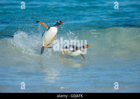 Gentoo Penguin Pygoscelis Papua, zwei Erwachsene, Rückkehr aus Angeln Ausflug, Insel, Falkland-Inseln im Dezember. Stockfoto