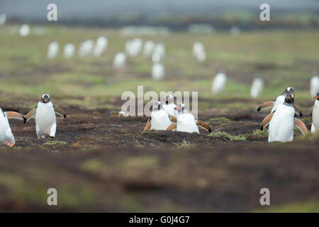 Gentoo Penguin Pygoscelis Papua, Gruppe zu Fuß zurück zu ihrer Kolonie, Sea Lion Island, Falkland-Inseln im Dezember. Stockfoto