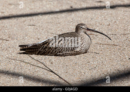 Eurasische Brachvogel (Numenius Arquata) im Zoo von Dresden, Sachsen, Deutschland. Stockfoto