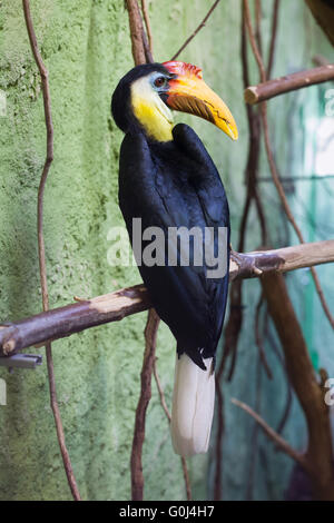 Sunda faltige Hornbill (Aceros Corrugatus) im Zoo von Dresden, Sachsen, Deutschland. Stockfoto