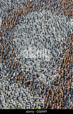 König Pinguin Aptenodytes Patagonicus, Kolonie mit Jung und alt, Salisbury Plain, Süd-Georgien im Dezember 2013. Stockfoto