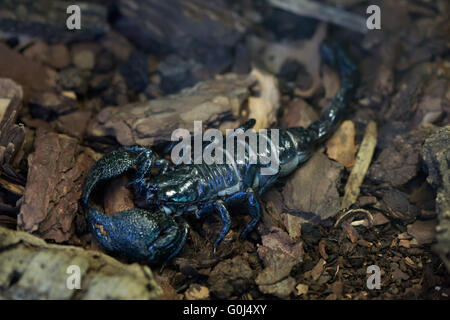 Kaiser-Skorpion (Pandinus Imperator) im Zoo von Dresden, Sachsen, Deutschland. Stockfoto