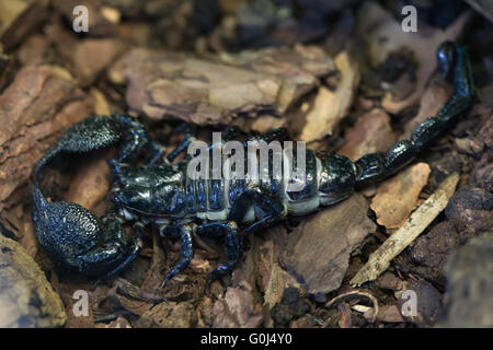 Kaiser-Skorpion (Pandinus Imperator) im Zoo von Dresden, Sachsen, Deutschland. Stockfoto