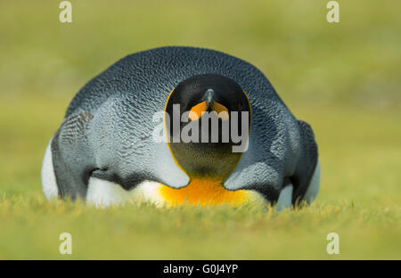 König Pinguin Aptenodytes Patagonicus, Erwachsene, ruht auf Rasen, Salisbury Plain, Bucht der Inseln, Südgeorgien im Dezember. Stockfoto