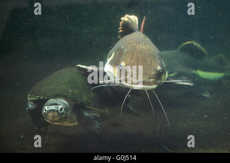 Rotschwanzboa Wels (Phractocephalus Hemioliopterus) und malaysische Riesenschildkröte (Orlitia Borneensis), auch bekannt als Fluss Bornean turtle in Dvur Kralove Zoo, Tschechien. Stockfoto