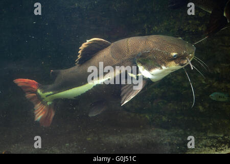 Rotschwanzboa Wels (Phractocephalus Hemioliopterus) in Dvur Kralove Zoo, Tschechische Republik. Stockfoto