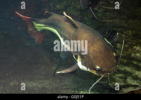 Rotschwanzboa Wels (Phractocephalus Hemioliopterus) in Dvur Kralove Zoo, Tschechische Republik. Stockfoto