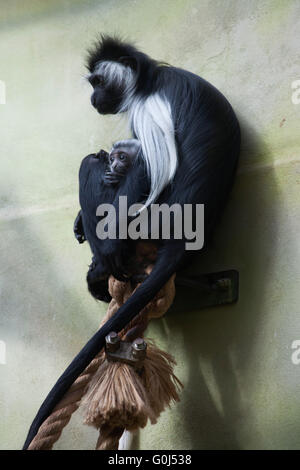 Angolanische Stummelaffen (Colobus Angolensis) in Dvur Kralove Zoo, Tschechische Republik. Stockfoto