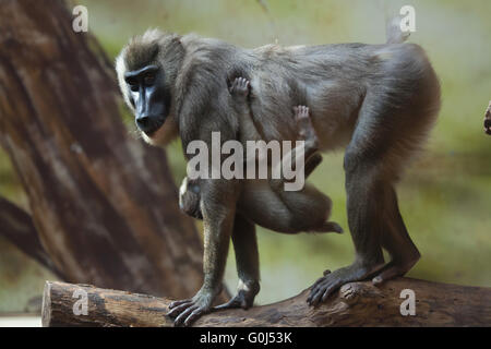 Bohren Sie Affe (Mandrillus Leucophaeus) mit einem Baby in Dvur Kralove Zoo, Tschechische Republik. Stockfoto