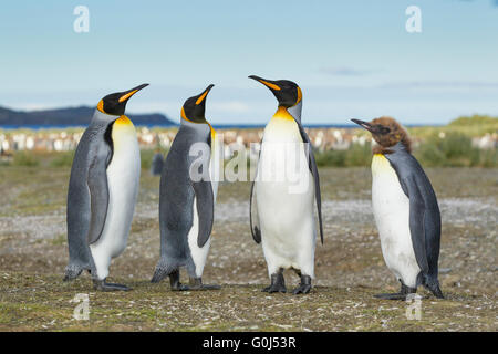 König Pinguin Aptenodytes Patagonicus, drei Erwachsene & einer unreifen zusammenstehen, Salisbury Plain, Süd-Georgien im Dezember. Stockfoto