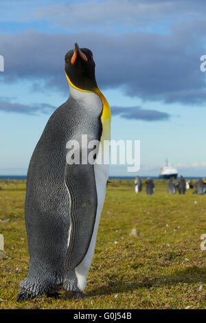 König Pinguin Aptenodytes Patagonicus, Erwachsene, steht man vor MV Ortelius, Salisbury Plain, Süd-Georgien im Dezember. Stockfoto