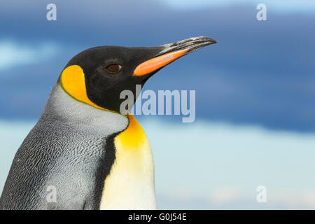 König Pinguin Aptenodytes Patagonicus, Erwachsene, Porträt gegen Stimmungsvoller Himmel, Salisbury Plain, Süd-Georgien im Dezember. Stockfoto