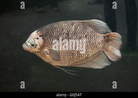 Riesiger Gourami (Osphronemus Goramy) in Dvur Kralove Zoo, Tschechische Republik. Stockfoto