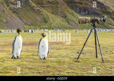 König Pinguin Aptenodytes Patagonicus, Erwachsene, stehen neben Kamera und Stativ, Salisbury Plain, Süd-Georgien im Dezember. Stockfoto