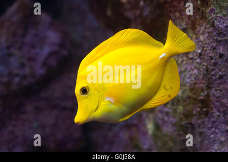 Gelbe Tang (Zebrasoma Flavescens) in Dvur Kralove Zoo, Tschechische Republik. Stockfoto