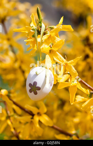 Osterei und Forsythien Baum im Frühling im freien Stockfoto