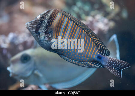 Rotes Meer Segelkärpflinge Tang (Zebrasoma Desjardinii), auch bekannt als die Desjardin Segelkärpflinge tang in Dvur Kralove Zoo, Tschechien. Stockfoto