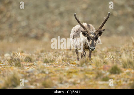 Rentier Rangifer Tarandus, zu Fuß über die offenen Moorlandschaften, St. Andrew Bay, Süd-Georgien im Januar 2014. Stockfoto