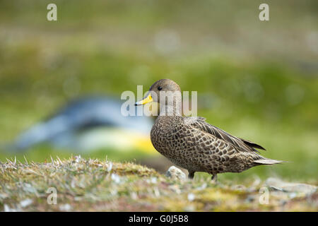 Süd-Georgien Pintail Anas Georgica Georgica, Erwachsene, auf Grünland, Fortuna Bay, Süd-Georgien im Dezember stehen. Stockfoto