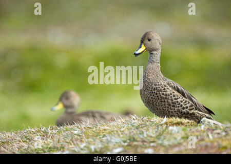 Süd-Georgien Pintail Anas Georgica Georgica, Erwachsene, Nahrungssuche auf Grünland, Fortuna Bay, Süd-Georgien im Dezember. Stockfoto