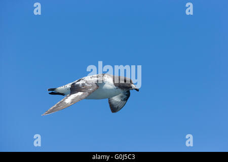 Southern Cape Petrel Daption Capense, Erwachsene, im Flug gegen blauen Himmel. Südatlantik (in der Nähe von Falkland-Inseln) im Dezember. Stockfoto