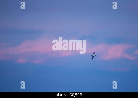 Southern Cape Petrel Daption Capense, Erwachsene, im Flug gegen den Abendhimmel rosa, in der Nähe von South Georgia, South Atlantic im Januar. Stockfoto