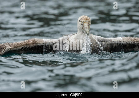 Südlichen giant Petrel Macronectes Giganteus, adult, Baden im Meer, Cooper Bay, Süd-Georgien im Januar. Stockfoto