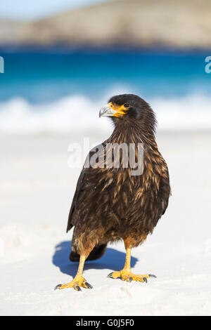 Gekerbten Karakara Phalcoboenus Australis, Erwachsene, patrouillieren Sandstrand, New Island, Falkland-Inseln im Dezember. Stockfoto