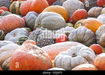 Verschiedenen Maxima und Pepo Cucurbita Kürbis Kürbisse aus Herbsternte Stockfoto