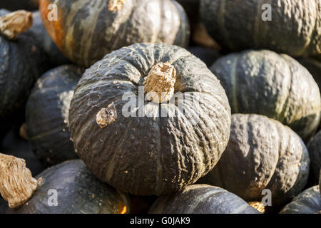 Grün-Grüner Hokkaido Cucurbita Kürbis Kürbisse aus Herbsternte Stockfoto