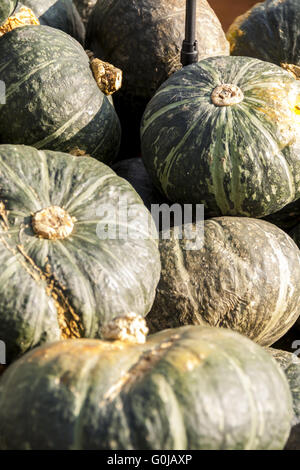 Grün-Grüner Hokkaido Cucurbita Kürbis Kürbisse aus Herbsternte Stockfoto