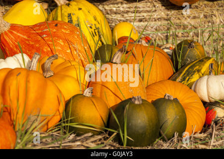 Verschiedenen Maxima und Pepo Cucurbita Kürbis Kürbisse aus Herbsternte Stockfoto