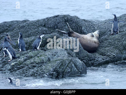 Ein Seeleopard (Hydrurga Leptonyx) Uhren einen jungen Pinguine Zügelpinguinen (Pygoscelis Antarctica) Spaziergang vorbei an seine Ruhestätte platzieren Stockfoto