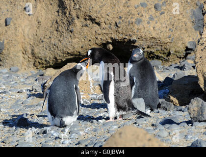 Ein Erwachsener Gentoo Penguin (Pygoscelis Papua) ernährt sich eines seiner zwei junge während der zweiten wartet geduldig. Braune Bluff, Antarktis Stockfoto