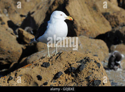 Eine Kelp Gull (Larus Dominicanus) steht auf einem vulkanischen Felsen. Braune Bluff, antarktische Halbinsel. Antarktis. Stockfoto