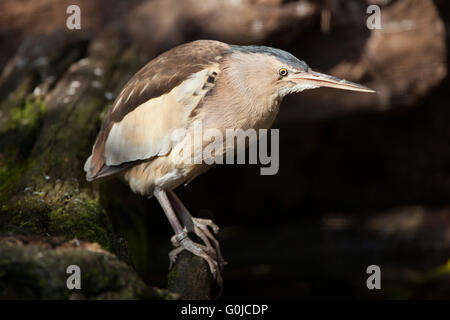 Zwergdommel (Ixobrychus Minutus) im Zoo von Dresden, Sachsen, Deutschland. Stockfoto