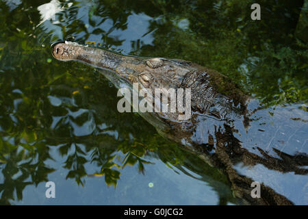 Falsche Gangesgavial (Tomistoma Schlegelii), auch bekannt als der Tomistoma im Zoo von Dresden, Sachsen, Deutschland. Stockfoto