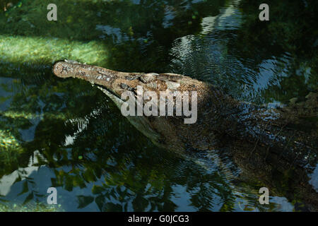 Falsche Gangesgavial (Tomistoma Schlegelii), auch bekannt als der Tomistoma im Zoo von Dresden, Sachsen, Deutschland. Stockfoto