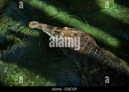 Falsche Gangesgavial (Tomistoma Schlegelii), auch bekannt als der Tomistoma im Zoo von Dresden, Sachsen, Deutschland. Stockfoto